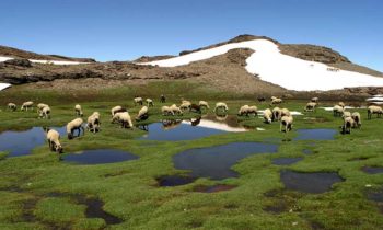 Verano en sierra nevada