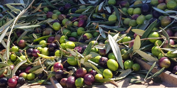 aceitunas ecológicas