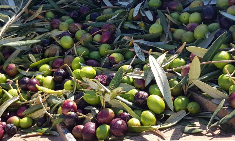 aceitunas ecológicas